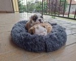 Engleski Buldog